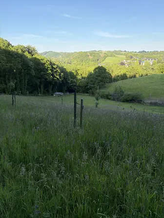 Foto treephoto-dtvtoxxz299v36h1kvmixwem.jpeg