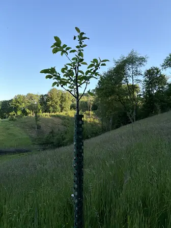Foto treephoto-eybxhgbhw8dr1bppi5wq032r.jpeg