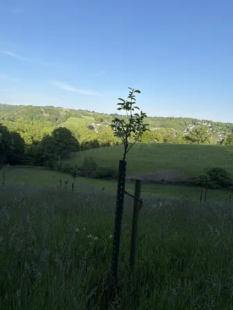 Foto treephoto-kcc0mz1pyjr7zum6sgwyuvnq.jpeg