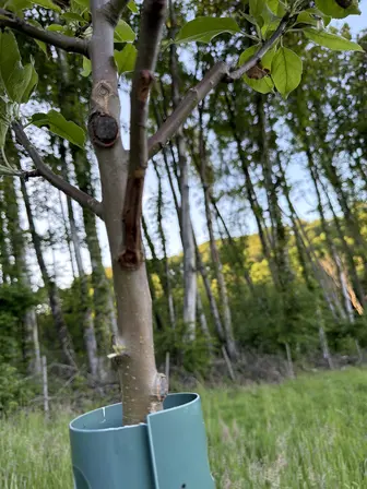Foto treephoto-nfh6zuc5w81byftms168fona.jpeg