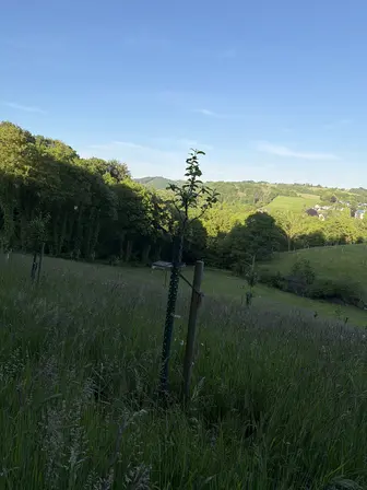 Foto treephoto-r686gslu6w6k66bo75d4pqcc.jpeg