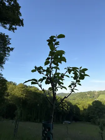 Foto treephoto-w32vjx4isknhf1py87f1ar05.jpeg