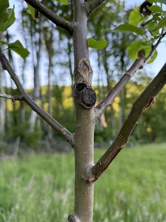 Foto treephoto-wil0kht0l2om1yg7n81elhag.jpeg