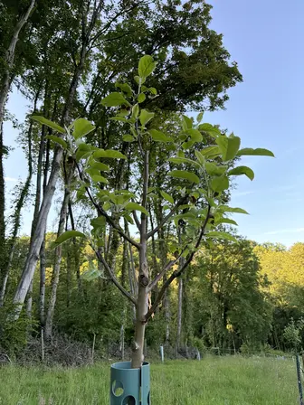 Foto treephoto-y18pxvkctn5siggfrheifbgh.jpeg