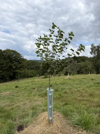 Foto treephoto-oq8nbg6ssvolckfuonwk2wyi.jpeg