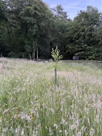 Foto treephoto-epwlivymdmqwrgwwbuxq01fn.jpeg
