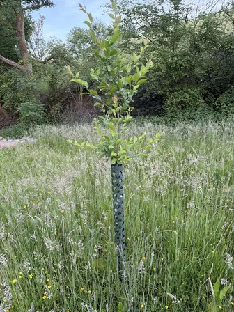 Foto treephoto-hf2r8m4477l4mz62m5pdqemo.jpeg