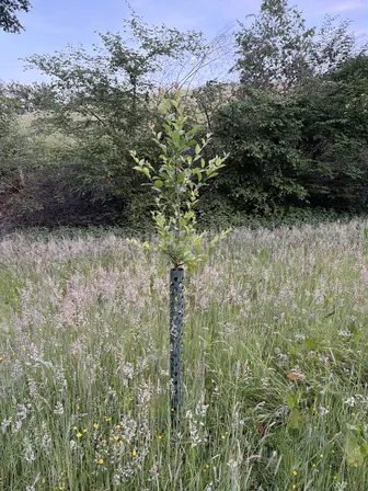 Foto treephoto-ihgqiktyavalff7hspxuttoh.jpeg