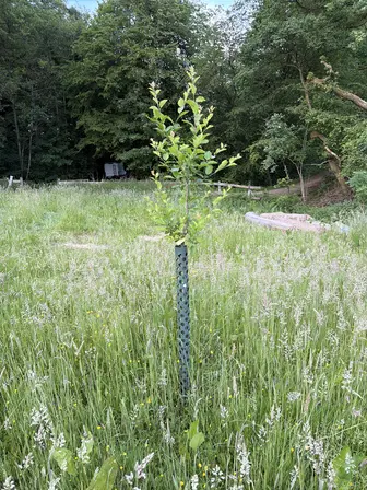 Foto treephoto-rmkmags8325gjs0zjq4szuh7.jpeg