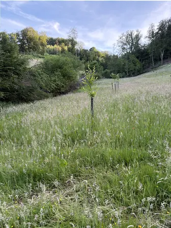 Foto treephoto-s0tcs8fyn071g8toxjlc7f55.jpeg