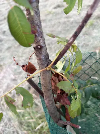 Foto treephoto-cjovhrqdaiw30rxs7d1jmi93.jpeg