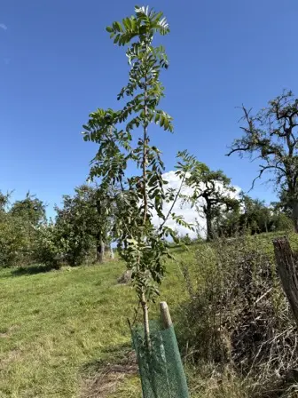 Foto treephoto-hrdc521w2oy89ij5dvs02ztn.jpeg