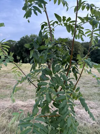 Foto treephoto-jvqlqpa1d2tbkymzfdir3w16.jpeg