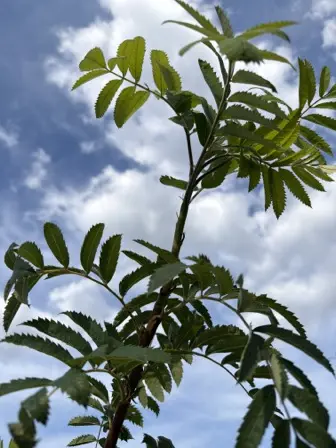 Foto treephoto-ktr1dt932we1xbrjnm2r9bil.jpeg