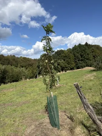 Foto treephoto-nn9maax3fr8z0jxp2dob00wd.jpeg