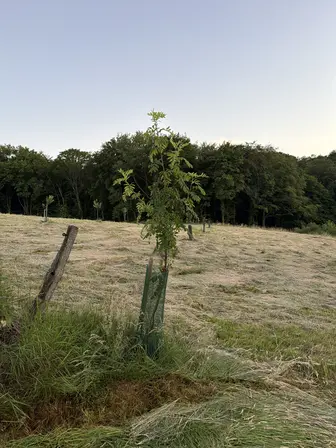 Foto treephoto-rtvhdyu4wigf7vzkwl4h6fmt.jpeg