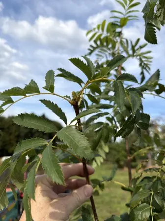 Foto treephoto-t0fxl0t4ia6s38xo04sz0lin.jpeg