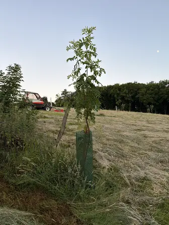 Foto treephoto-z4fm9dh1b3h9kui29f3wuoz8.jpeg