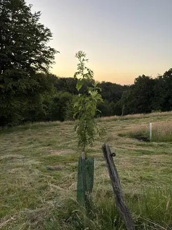 Foto treephoto-zne6jq2zxoq0046a22w1uyhw.jpeg