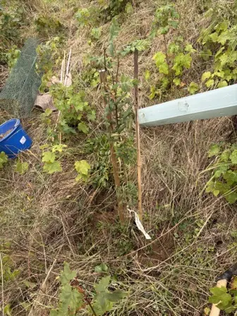 Foto treephoto-avu84u3pmw32vmvyeukvy0em.jpeg