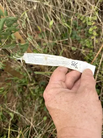 Foto treephoto-rl8b3t29eal6nmzczkypokc4.jpeg
