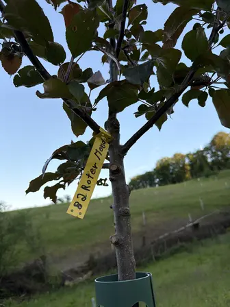 Foto treephoto-cr3t5v1luasmwy067wexsd4v.jpeg