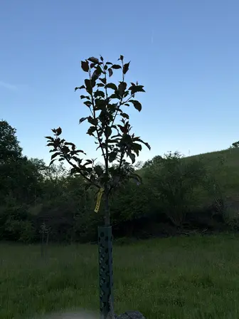 Foto treephoto-hzkliihxpz6favdla03wsr9h.jpeg