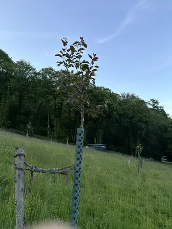 Foto treephoto-nzhrz444dlnoex6vdt5tglv7.jpeg