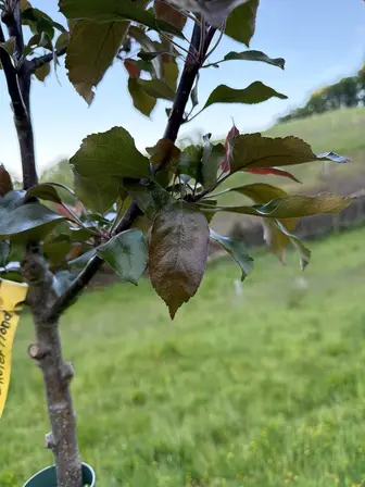 Foto treephoto-r226frn03rrxoay1dd5t27ho.jpeg