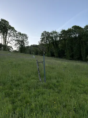 Foto treephoto-zmshk9pzfkaener10k219akb.jpeg