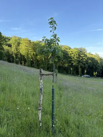 Foto treephoto-e5ty7ccwo7zr6u9zj7rjui2a.jpeg