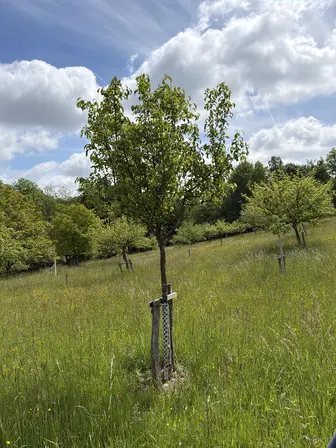 Foto treephoto-qydrki3293sf72umryc1g8zo.jpeg