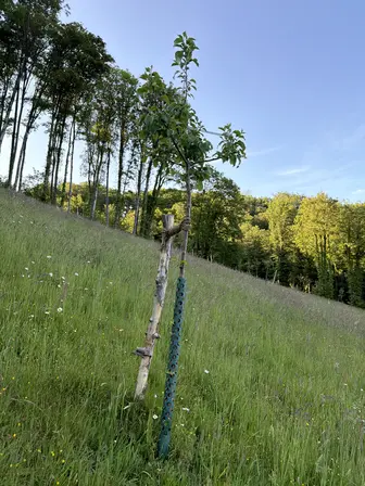 Foto treephoto-s1181m6emm4acoqccayp3gey.jpeg