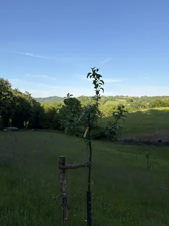 Foto treephoto-s7t1hffzzvnte8gcgrdq6qff.jpeg