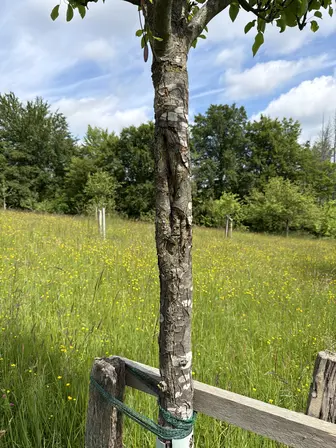 Foto treephoto-te83fst284zk5rv4ts0k853f.jpeg