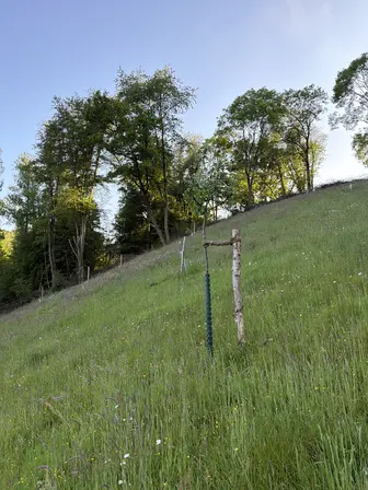 Foto treephoto-vwcqluzk3ydd6lvewwxi3ak7.jpeg