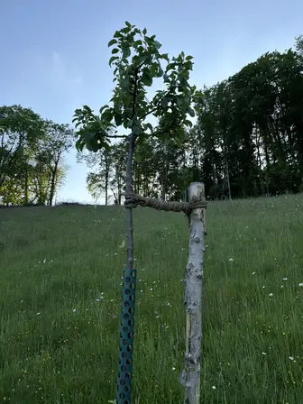 Foto treephoto-x0b68mlfmd3rophcinlmuzzj.jpeg
