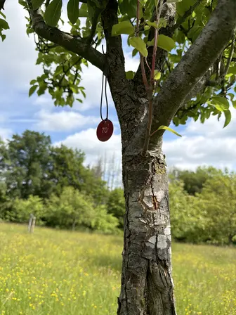 Foto treephoto-x0brhb8q35vvujd93epjpx4h.jpeg