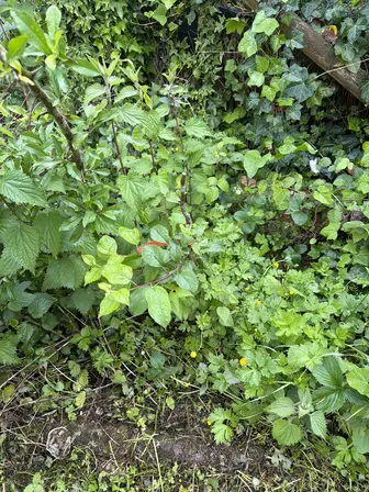 Foto treephoto-t4f84sqrhuwns3szrdwpx8es.jpeg