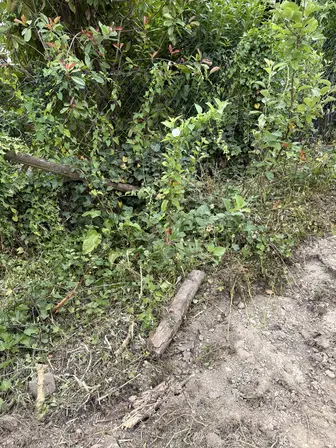 Foto treephoto-ti1wdbafve4mx384e5k407hc.jpeg