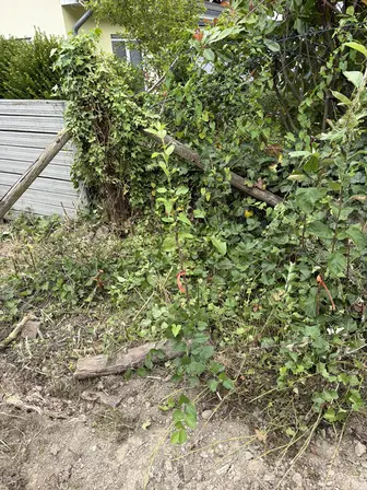 Foto treephoto-vgqlt5h0t9eg3gskd06527z8.jpeg