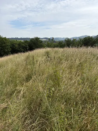 Foto treephoto-gto7ymfaoqecp4bykzbykm6s.jpeg