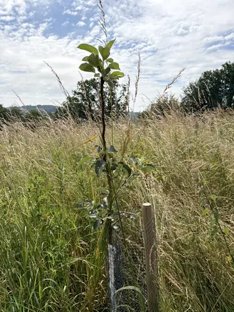 Foto treephoto-nueh1fgmwaddtbd5hgdg2jr9.jpeg