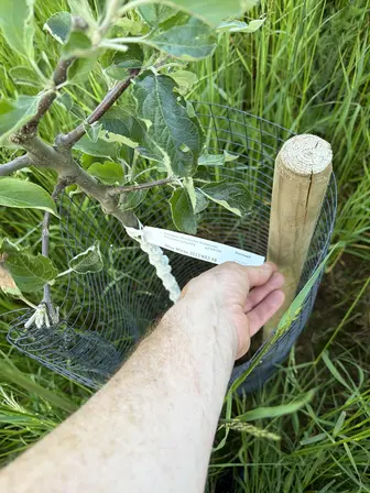 Foto treephoto-parmhwas9ivco4yp7y8tkc49.jpeg