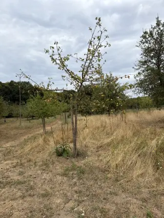 Foto treephoto-ok6s265xvddk65fauy6yd2z0.jpeg