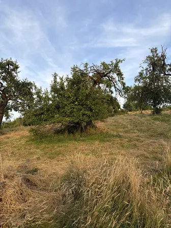 Foto treephoto-gi5oeqpa5x2aexdqhcqoutyq.jpeg