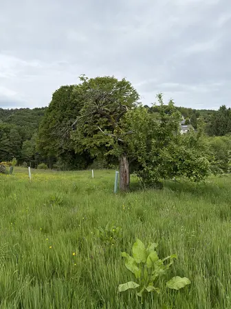 Foto treephoto-ozwxh7y49w2x3sd19i4gkxbl.jpeg