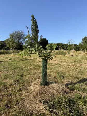 Foto treephoto-efwwq50qvkjt0266fwbd8r2w.jpeg