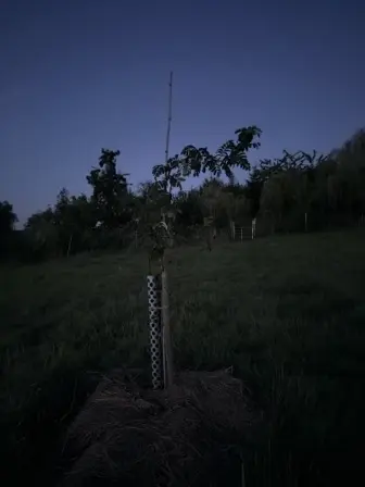 Foto treephoto-hhk4mn568d4ttw6x434oi65z.jpeg