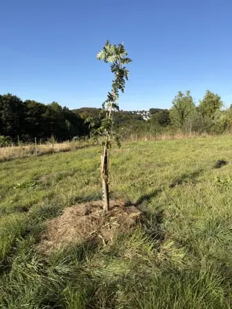 Foto treephoto-ht3u5ch3q9k25j7k7freaudk.jpeg